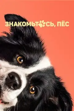 Знакомьтесь, пёс онлайн